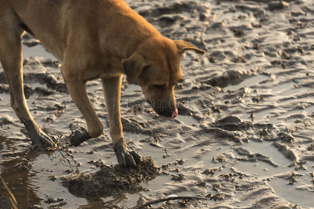 Similar – Funny dog on beach Dog