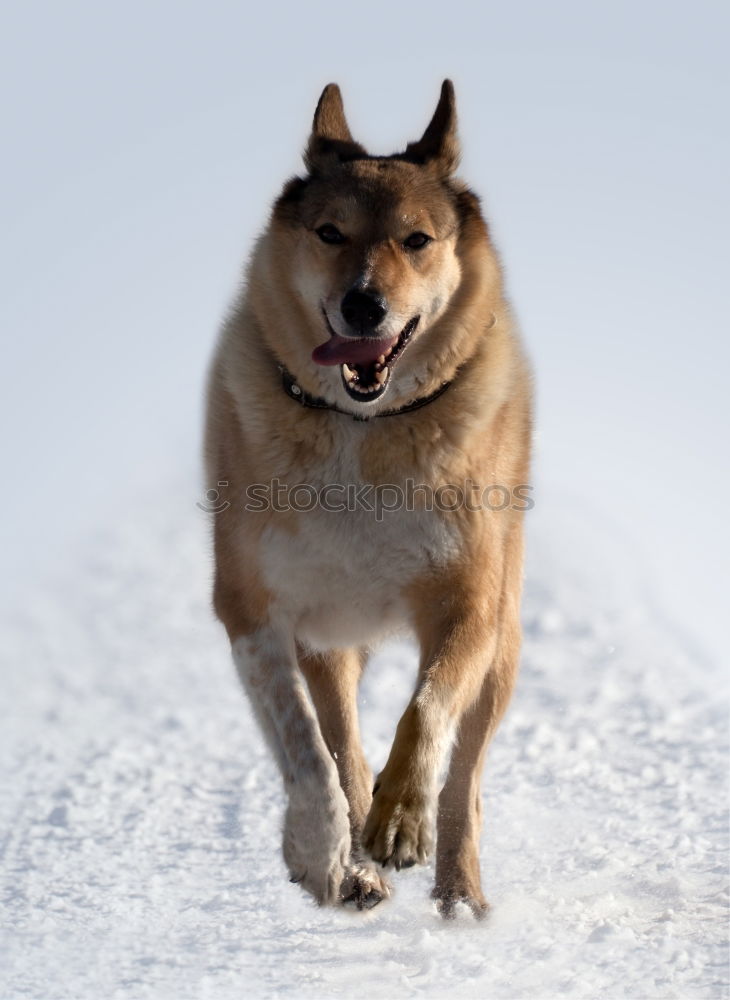 Similar – my happy dog :-)) Joy