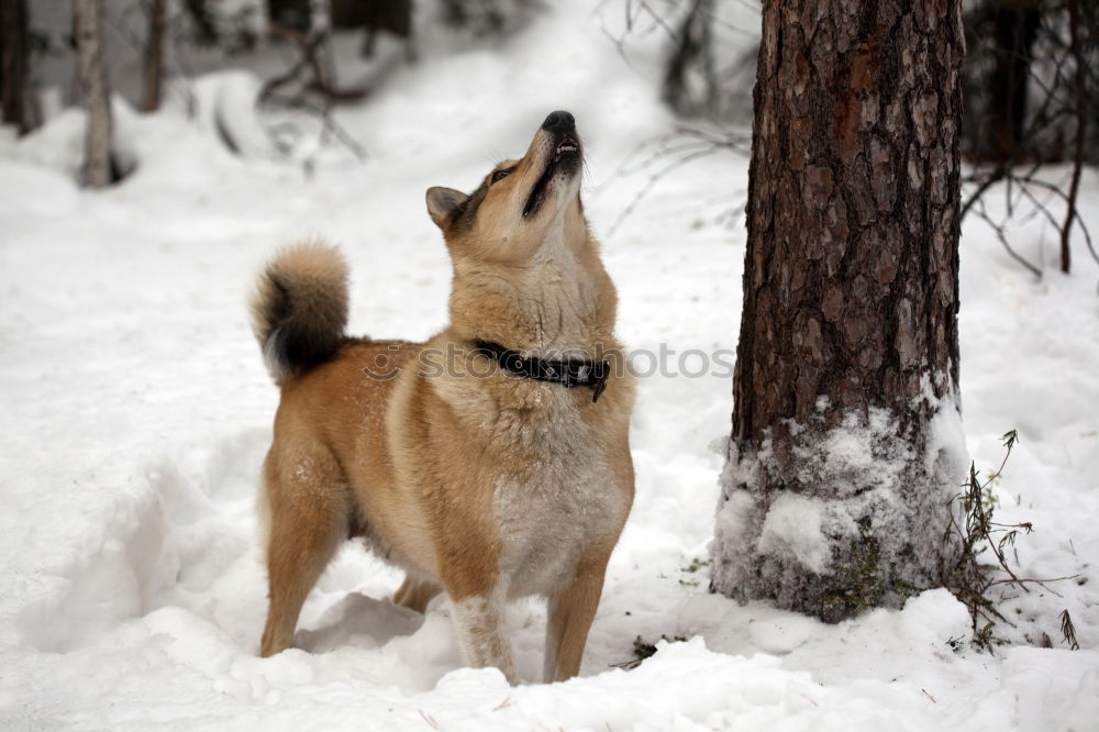 Similar – „Ich bin ein Hund! HOLT MICH HIER RAUS!!!“