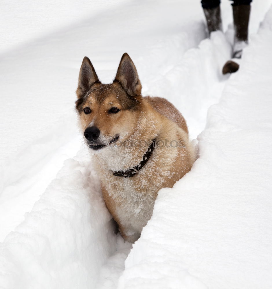 Similar – Image, Stock Photo Wild Dog 01 Nature Winter