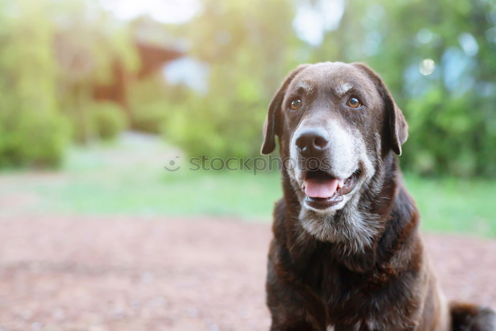 Similar – Image, Stock Photo cute brown spanish water dog sitting on floor. Outdoors