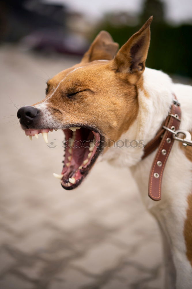 Similar – Jack Russel Terrier Dog Barking with teeth showing