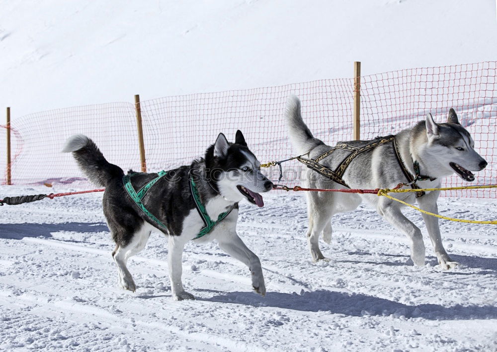 Similar – Image, Stock Photo Dog team in front of a dog sled after a sled ride