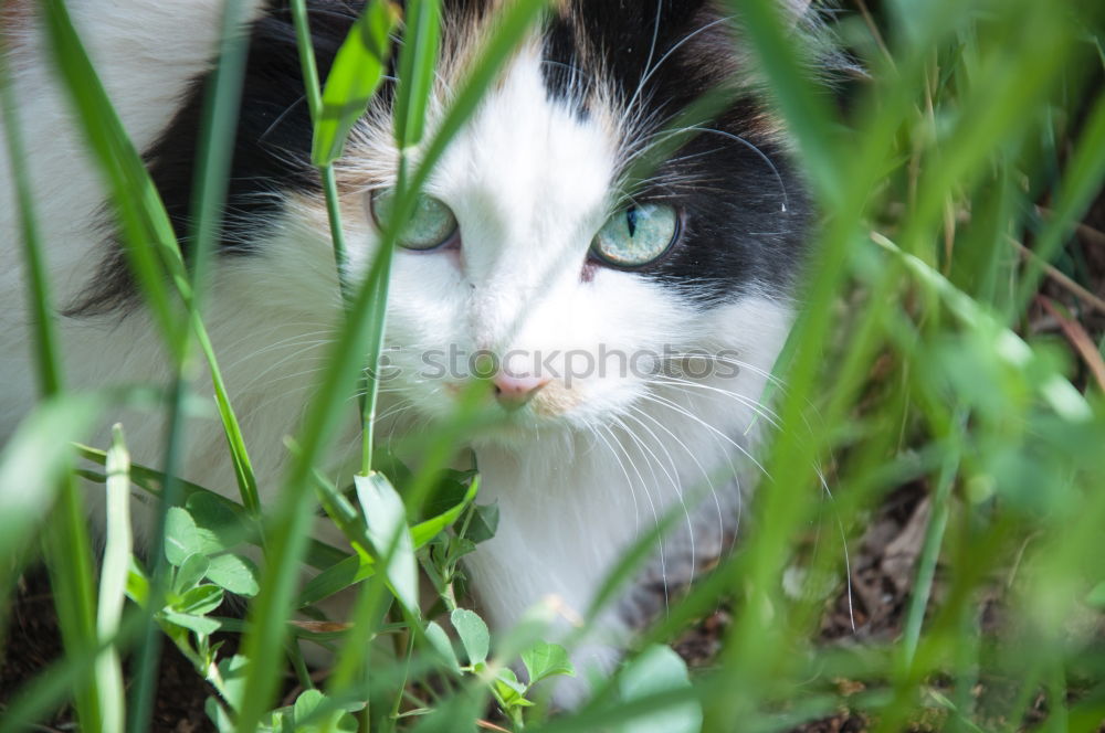 Similar – Image, Stock Photo dreamy Relaxation Animal