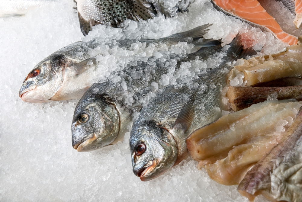 Similar – Image, Stock Photo fish heads Animal