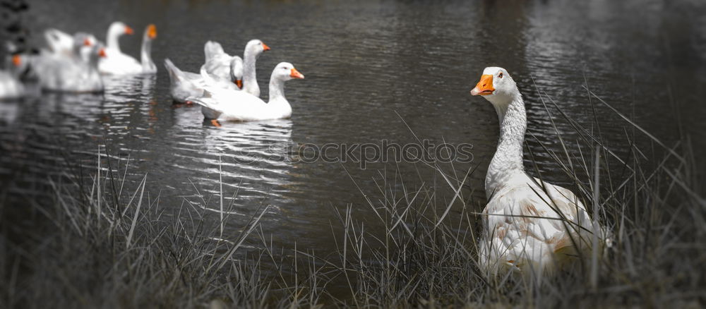 Similar – Image, Stock Photo Three funny white geese