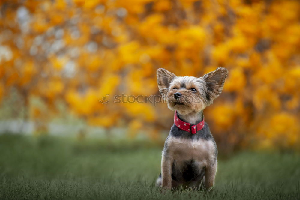 Similar – Foto Bild Kleiner Herbststurm Freude