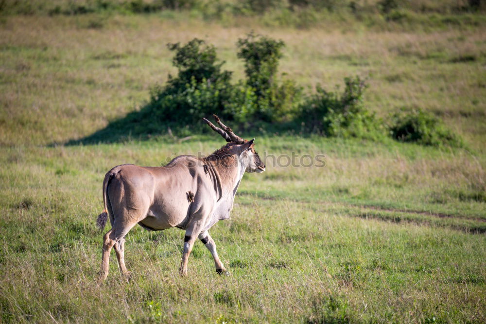 Similar – kudu Vacation & Travel