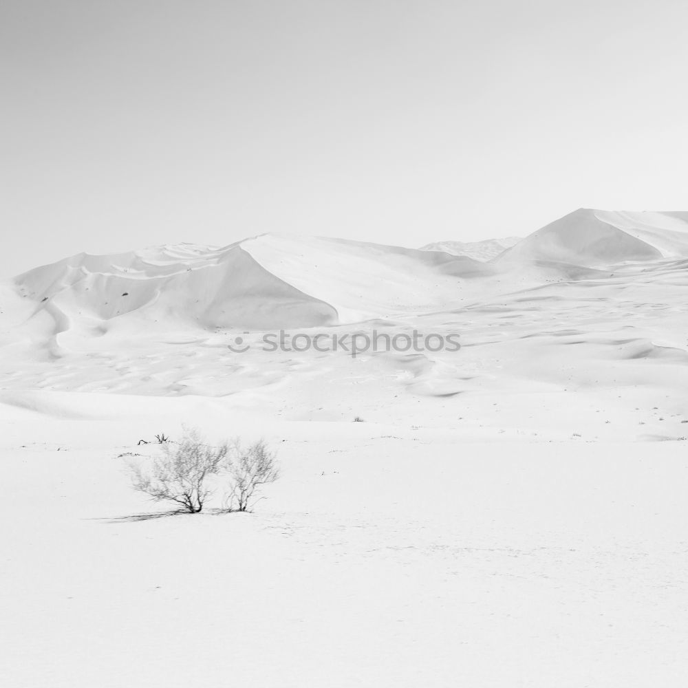 Similar – Image, Stock Photo Guanaco Animal 1 Blue