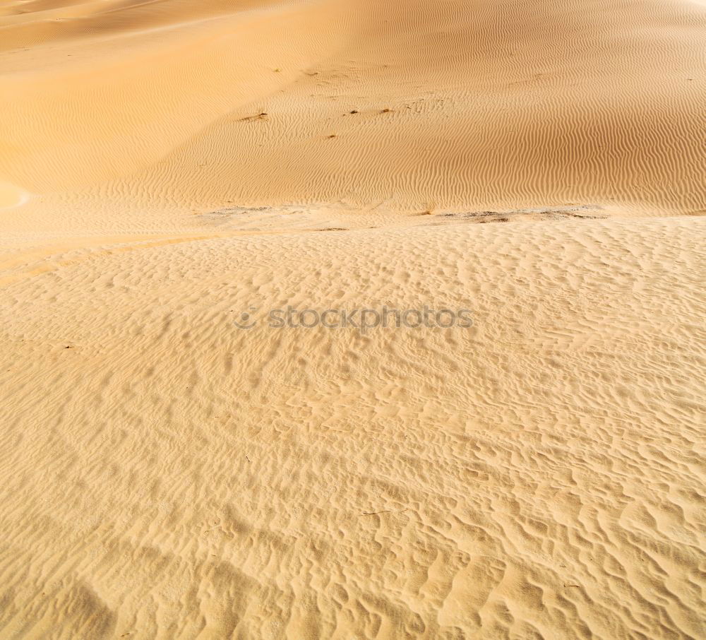 Similar – sand dune in oman old desert rub al khali