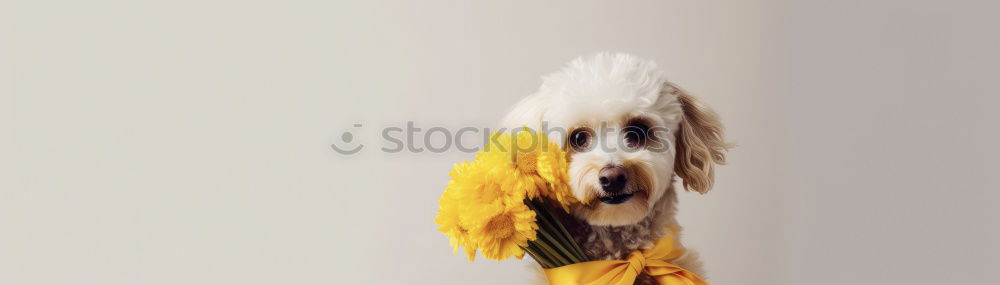 Similar – Image, Stock Photo SUSPECTED SIMILARITY Dog