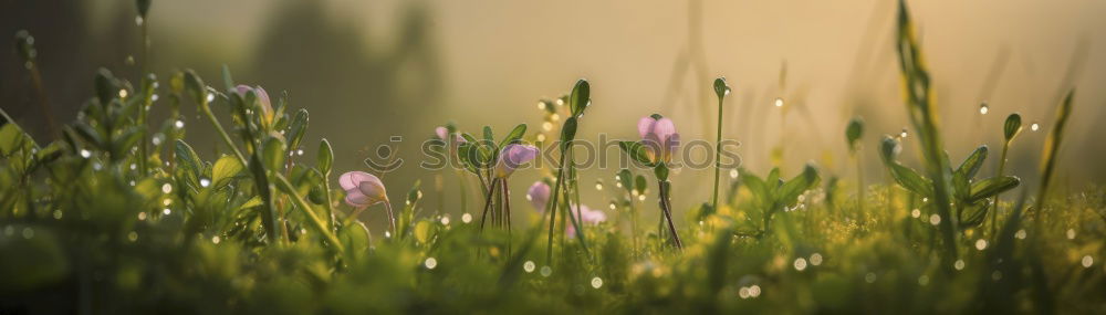 Similar – Scabioses scabioses