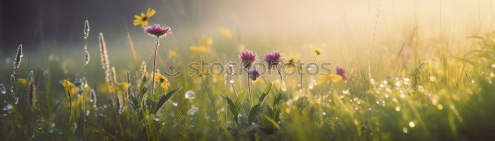 Image, Stock Photo Hello Spring Environment