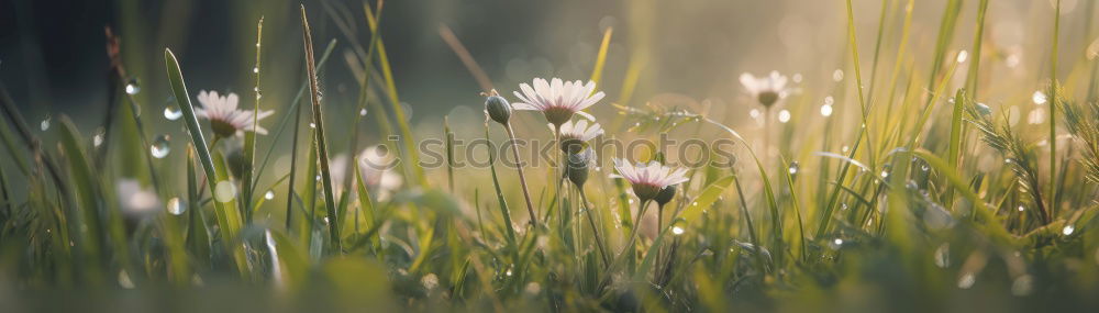 Similar – Scabioses scabioses