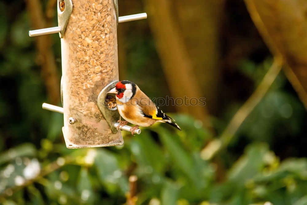 Similar – Foto Bild Vogel guckt aus sein Vogelhaus