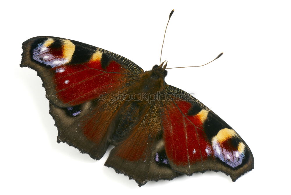 Similar – Landebahn Schmetterling