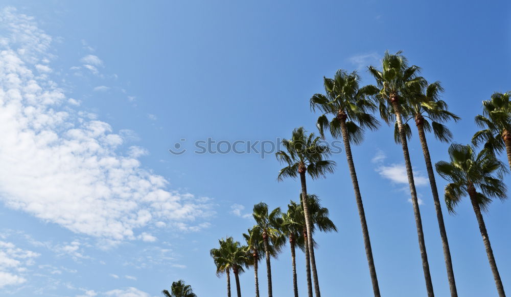 Similar – Image, Stock Photo Landscape of tropical dessert