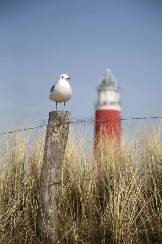 Similar – Möwe&Leuchtturm