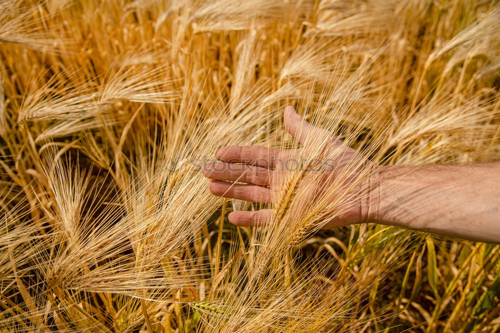 Similar – Image, Stock Photo another grain Food Grain