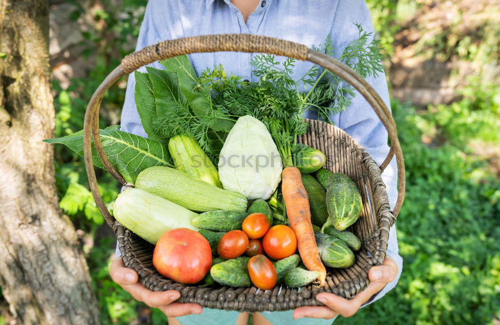 Similar – Image, Stock Photo Woman hold bunch of radishes