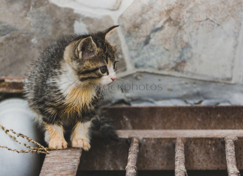 Similar – Little cat playing on the home