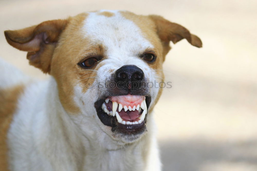 Similar – Jack Russel Terrier Dog Barking with teeth showing