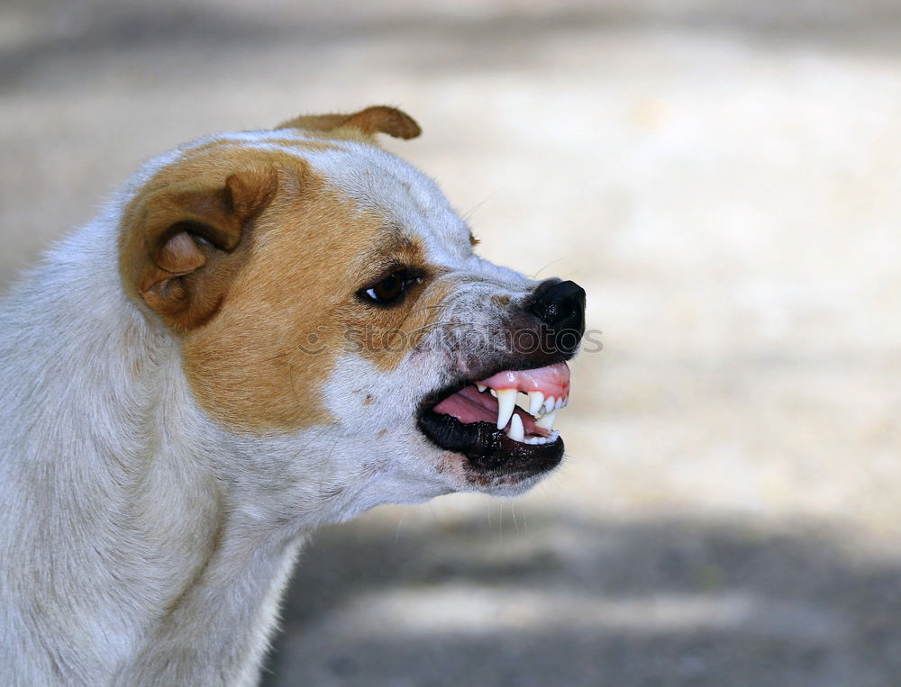 Similar – Image, Stock Photo Call Stanley Animal Dog 1