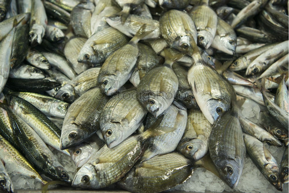 Similar – fish pile Animal