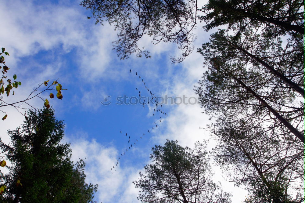 Similar – Jobneid Wald Holz Aussicht