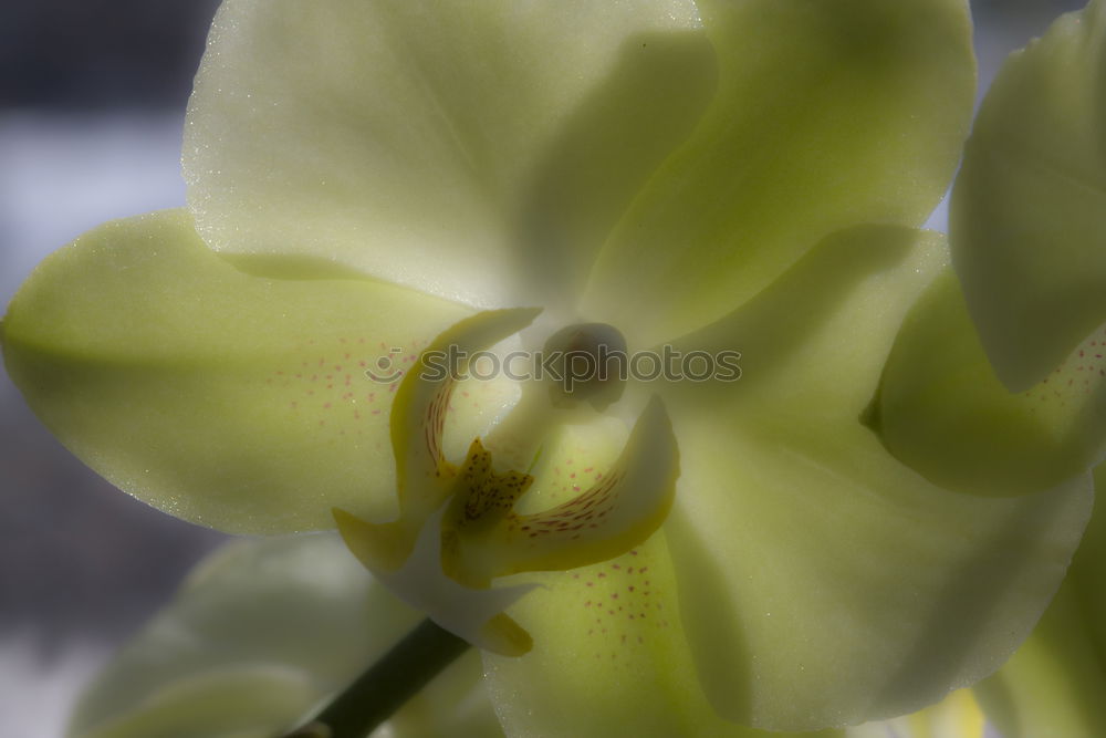 Similar – Foto Bild Gefährliche Blume Pflanze