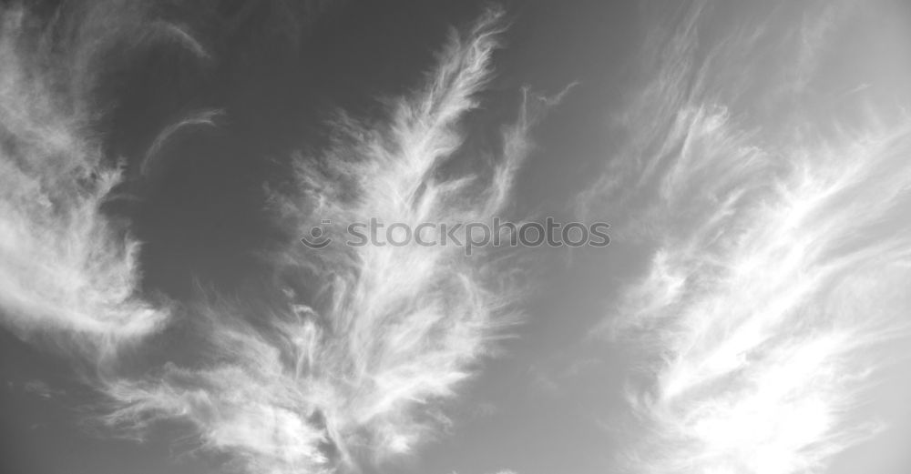 Similar – Foto Bild Gewitterente Vogel Wolken