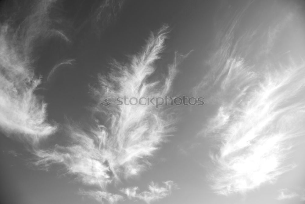 Similar – Foto Bild Gewitterente Vogel Wolken