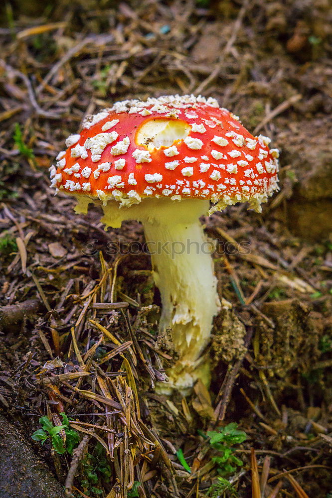 Similar – Image, Stock Photo Group with toadstools on mossy forest soil
