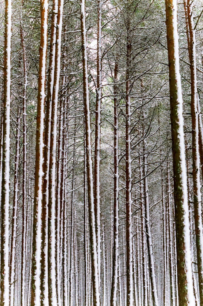 Similar – Image, Stock Photo winter forest Environment