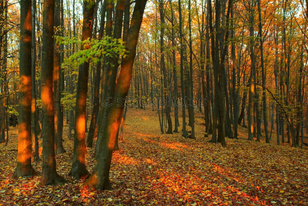 Similar – Waldszene Ausflug wandern