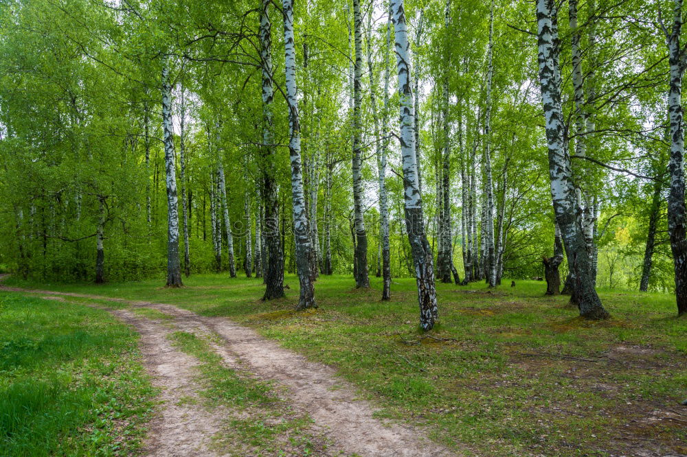 Similar – Birkenwald Wohlgefühl