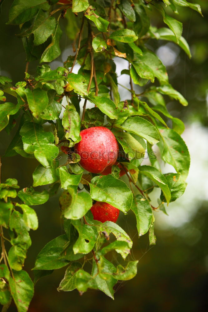 Similar – Image, Stock Photo 0815 AST | ranking Plant