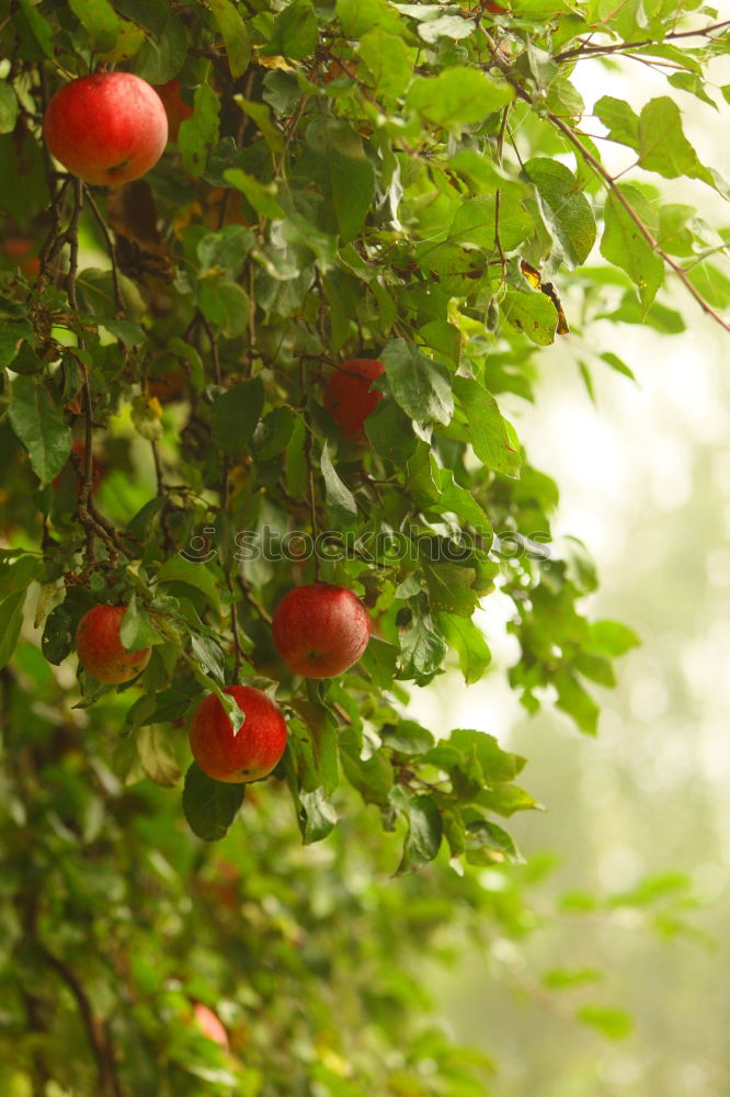 Similar – Image, Stock Photo Apples hanging from the tree