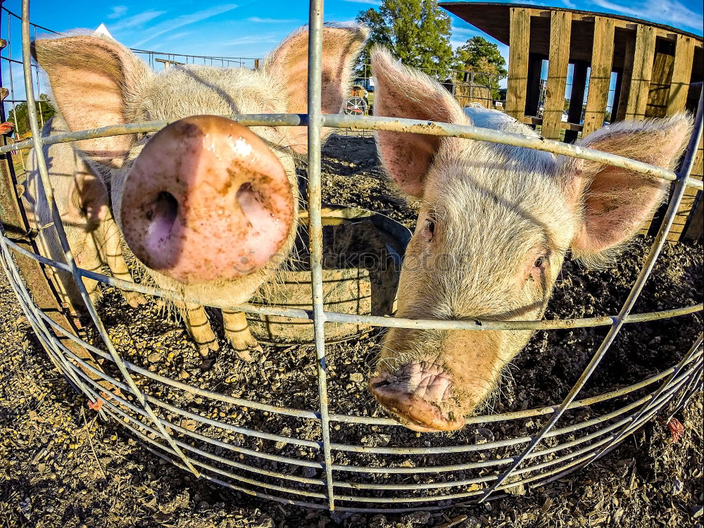 sniffer pig Summer Tree