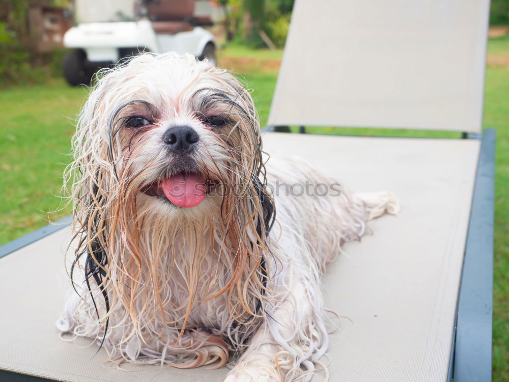 Similar – Image, Stock Photo Dog, pet, animal,
