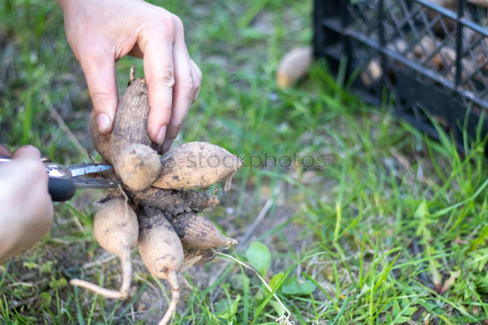 Similar – Image, Stock Photo Fresh potatoes in a garden