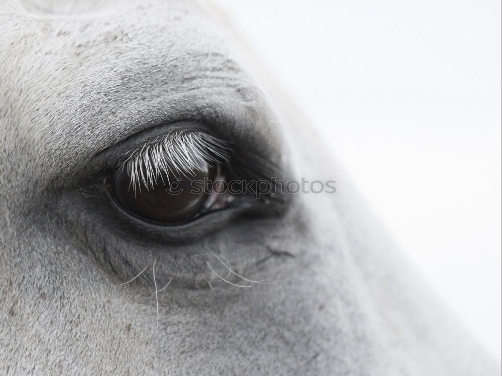 Similar – Image, Stock Photo The Eye Animal Farm animal