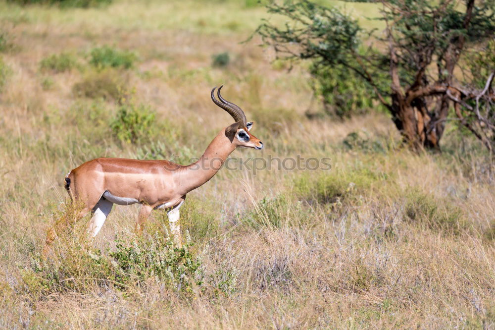 Thomson gazelles grazing