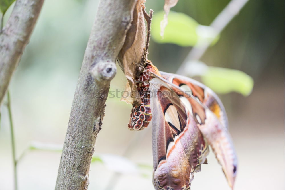 Similar – Image, Stock Photo Camelion 5 Hand