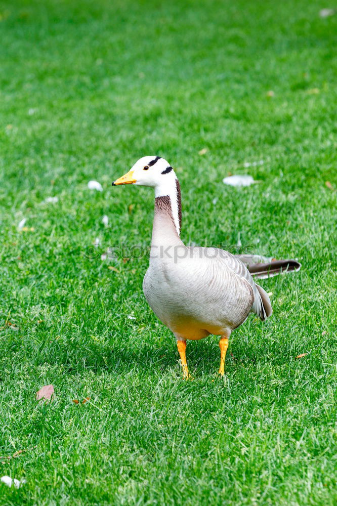 Similar – Image, Stock Photo Easterpel Drake Meadow