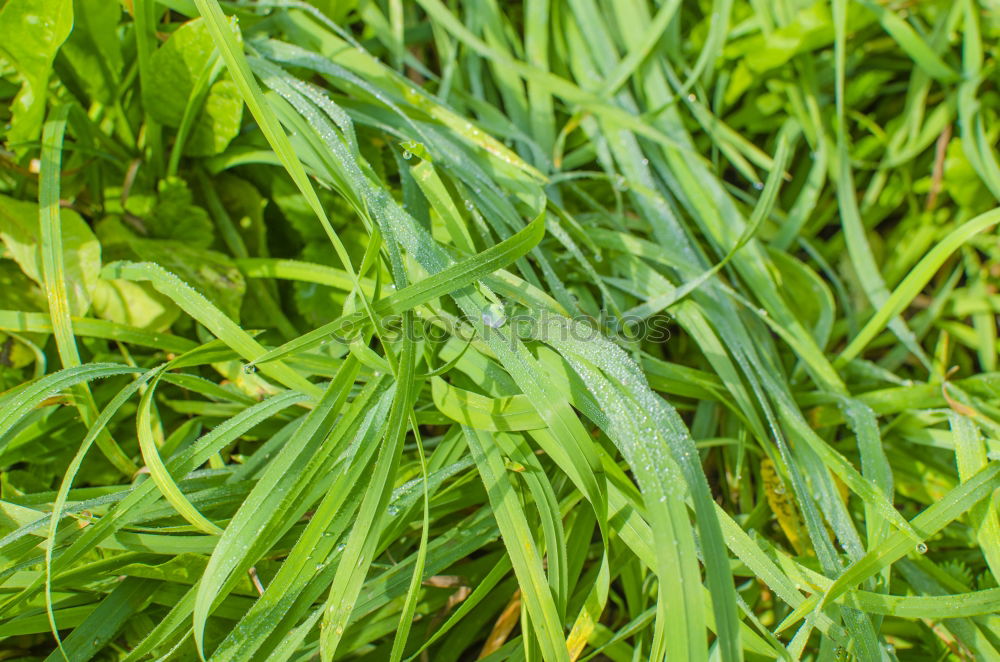 Similar – foliage Tree Leaf Green