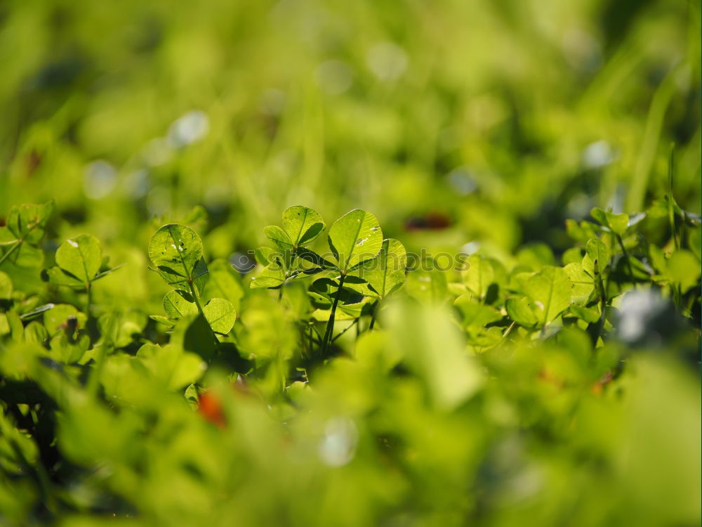 Similar – Image, Stock Photo Backlit Fresh Green Tree Leaves In Summer