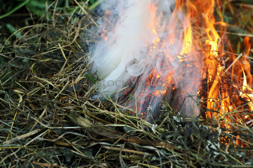 Similar – Image, Stock Photo fire Arm Hand Grass