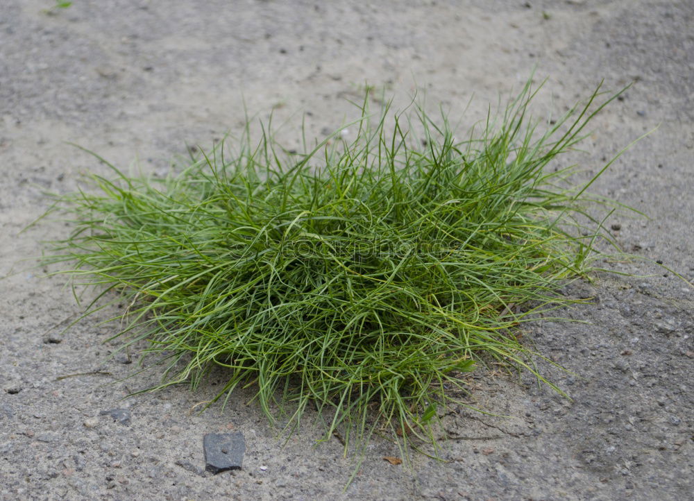 Similar – Image, Stock Photo weeds Environment Nature