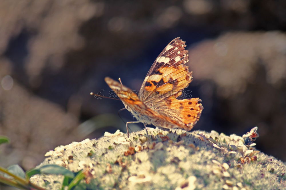 Similar – Image, Stock Photo Little Fox II Butterfly 1